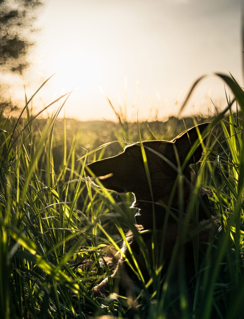 Silhouette of a dog in tall grass during sunset, creating a serene and peaceful atmosphere.