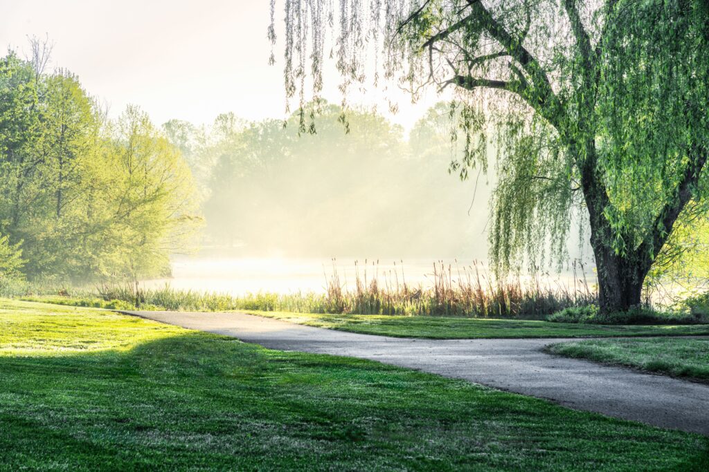 A serene park landscape with a path, lush green trees, and morning mist creating a tranquil atmosphere