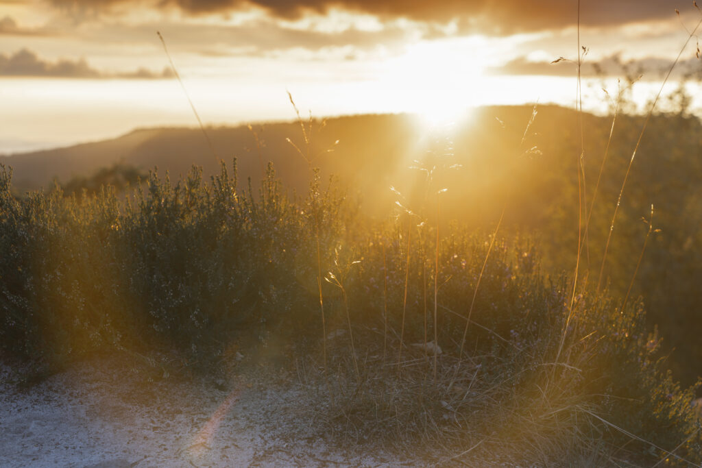 Sunset in the table mountains (Stolowe), focus on mountain grasses. All in orange tone. Poland / Wroclaw