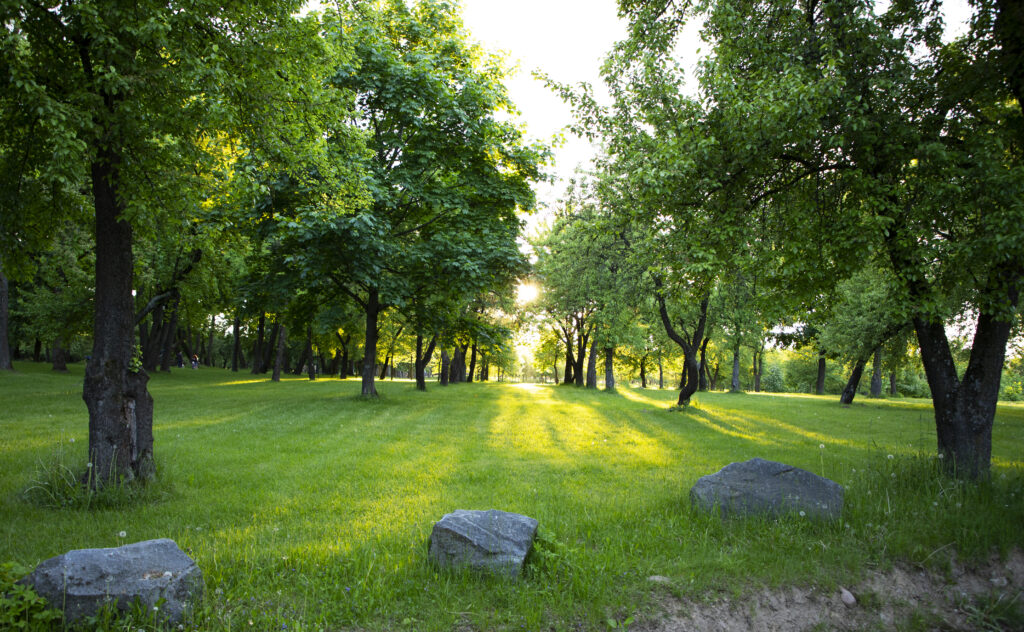 City park with green grass and trees at sunset light