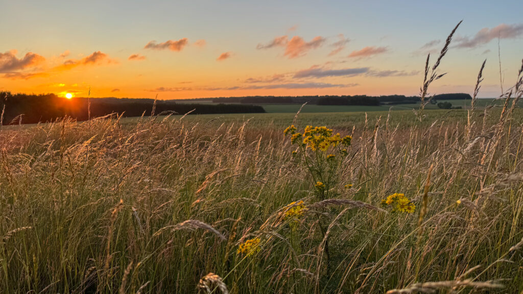 Golden sunlight spills over expansive fields as a stunning sunset illuminates the horizon. Vibrant wildflowers punctuate the swaying grass, creating a tranquil countryside vista.
